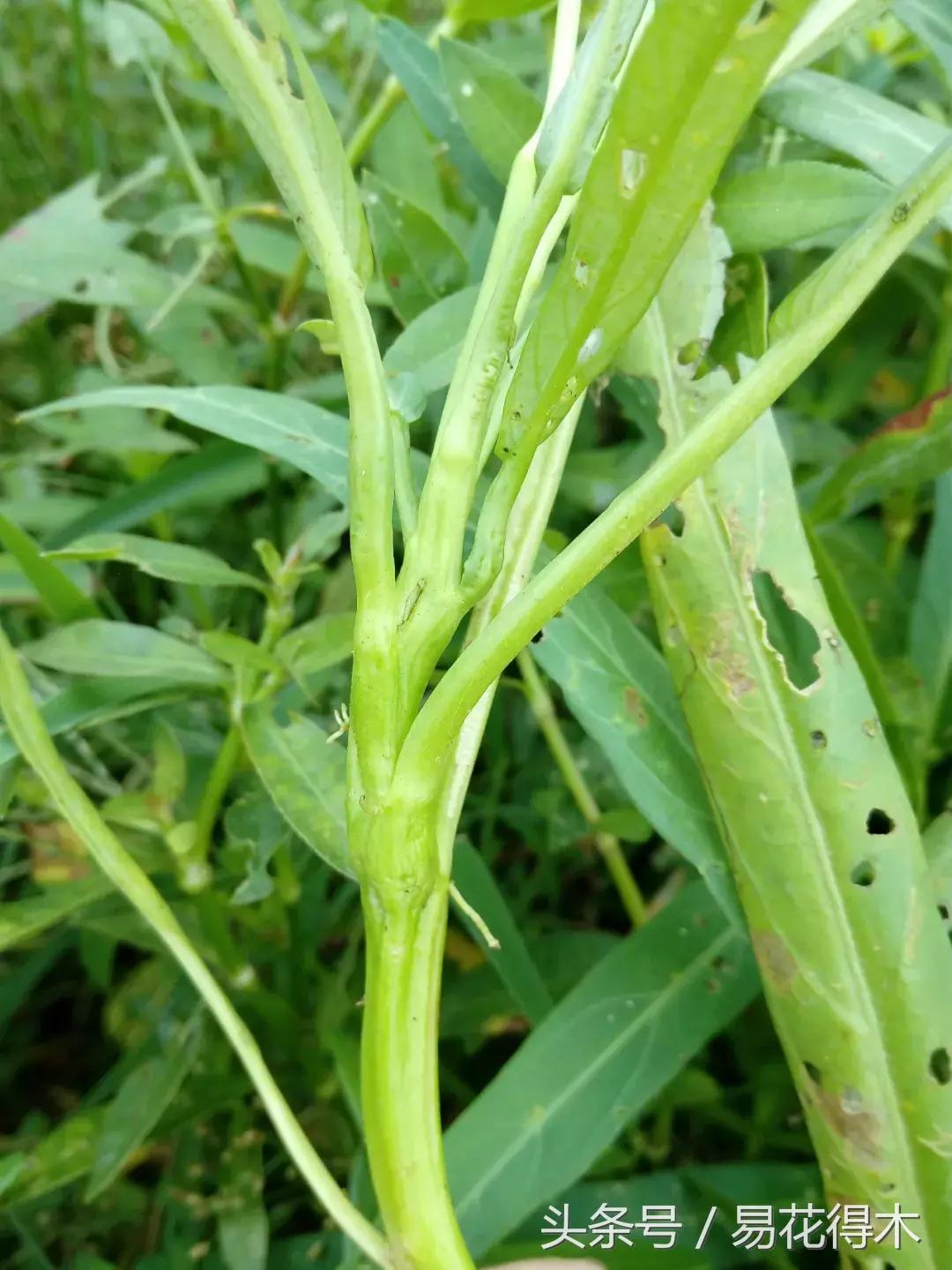 观赏植物长“痘”怎么办