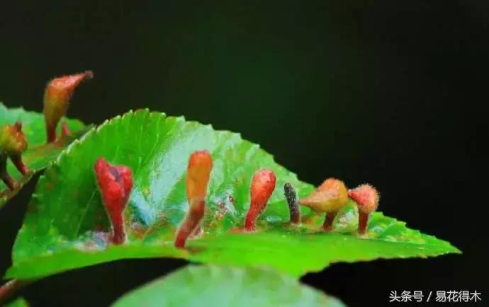虫瘿属于虫害还是病害,虫瘿果实