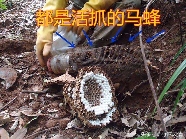 蜂箱旁诱捕马蜂的最佳方法,诱蜂洞如何引诱马蜂