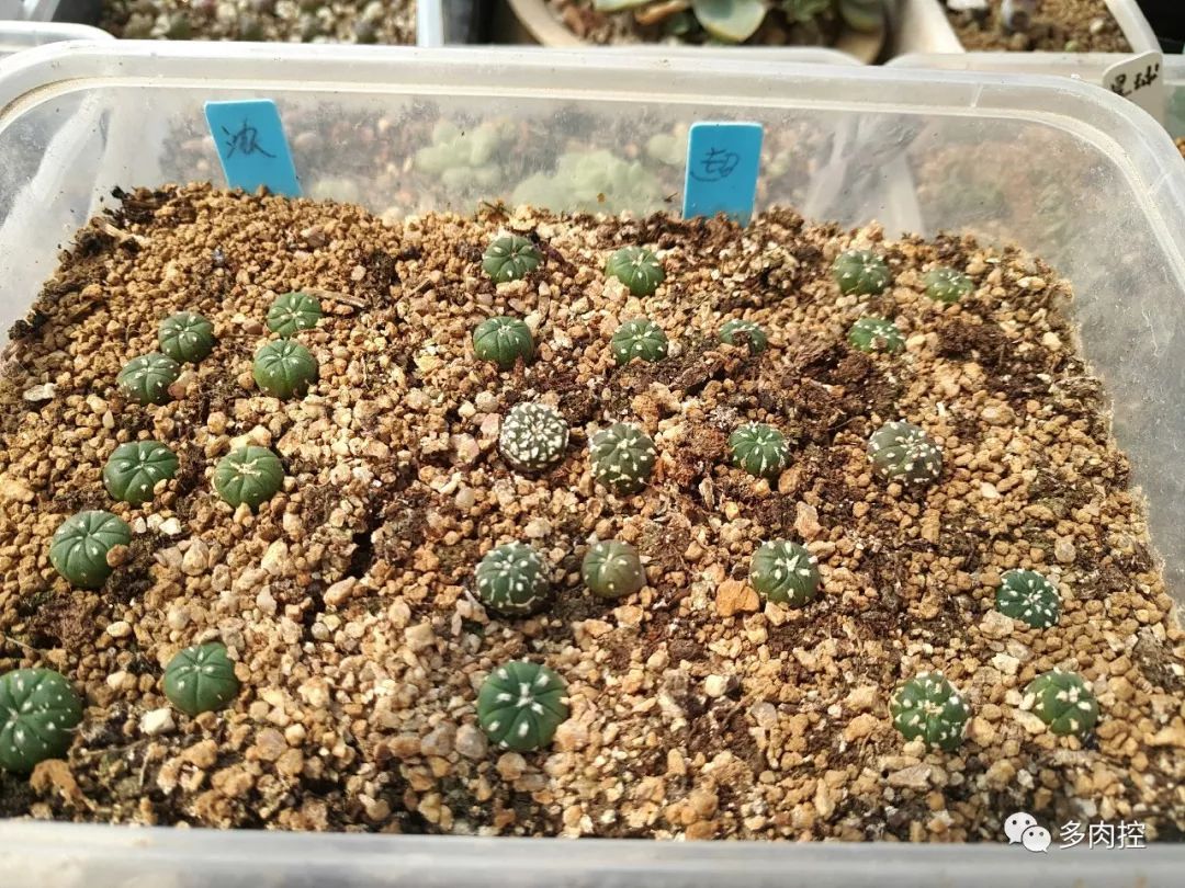 如何养好多多肉,怎么才能养好多肉盆栽