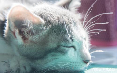 猫咪已经有虫了怎么驱虫,如何给家里有虫的猫咪驱虫