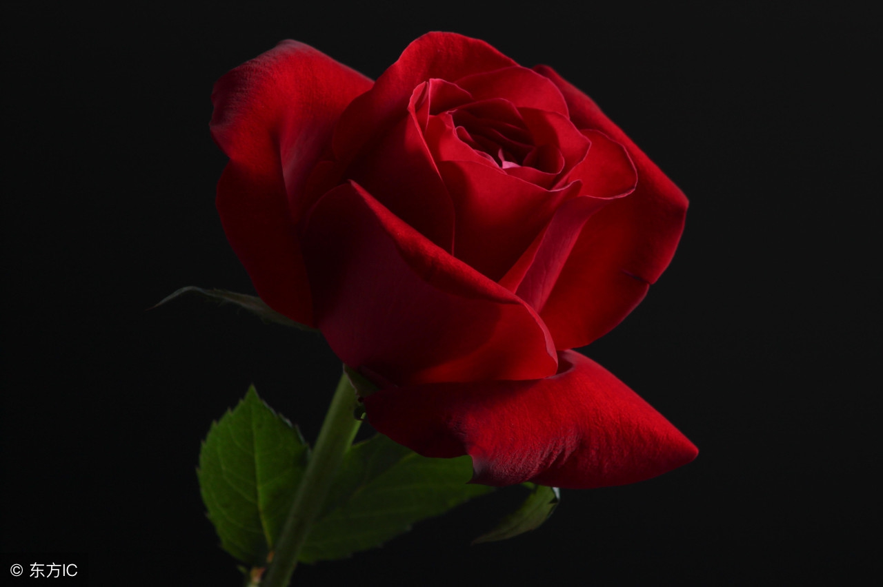 荔枝玫瑰花的花语,黑色玫瑰花的花语