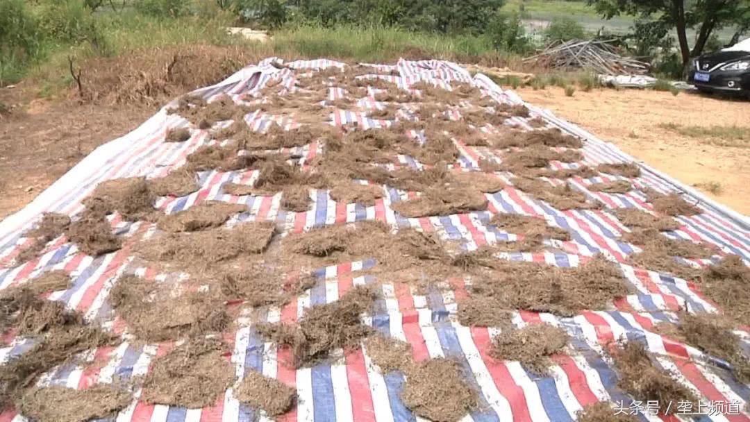 撒花!青蛙达人花4年找到病原体,研究出治疗歪头病的绝佳处方!