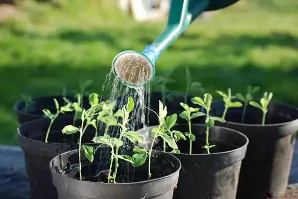 养花怎么处理病虫,养花怎么防止烂根