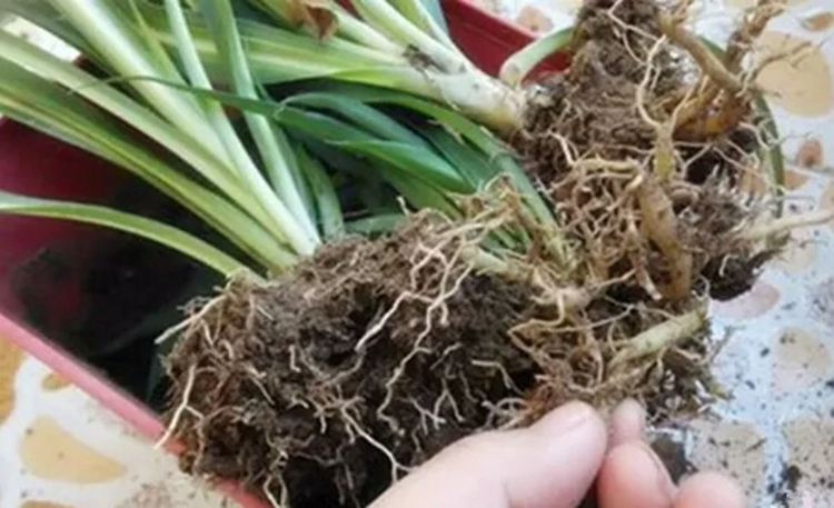 吊兰叶尖焦枯发黑需要剪掉吗,金边吊兰叶尖发黑怎么回事