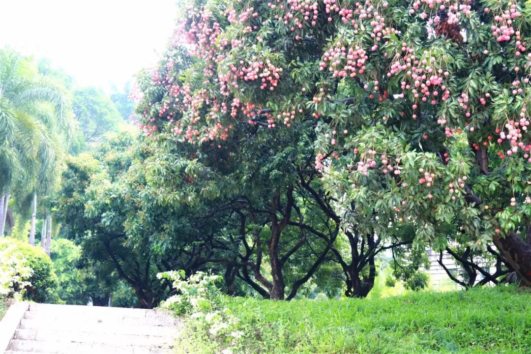 深圳失去了就会爱上的城市,深圳现状是什么