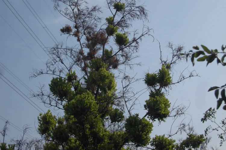 枣树枣疯病，尚无药可治！如何预防是关键！