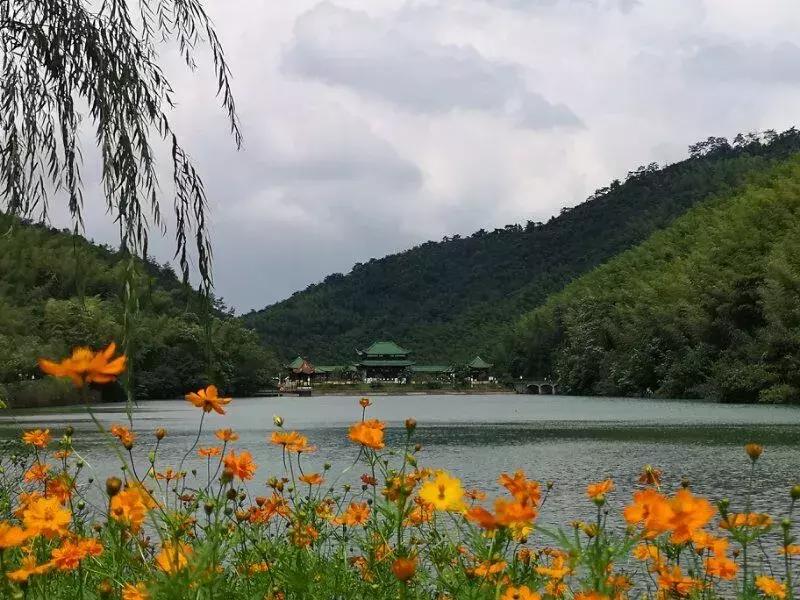 宜兴竹海吹起了一股简洁风,吹来了一波纯色壁纸~