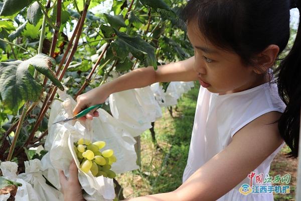 竺君灿:小小葡萄干成大产业农田变公园玩转高科技+农业