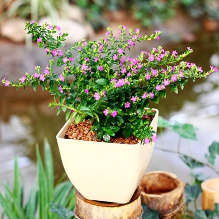 养花技巧小妙招什么花浇什么水,最容易爆盆的垂吊花卉