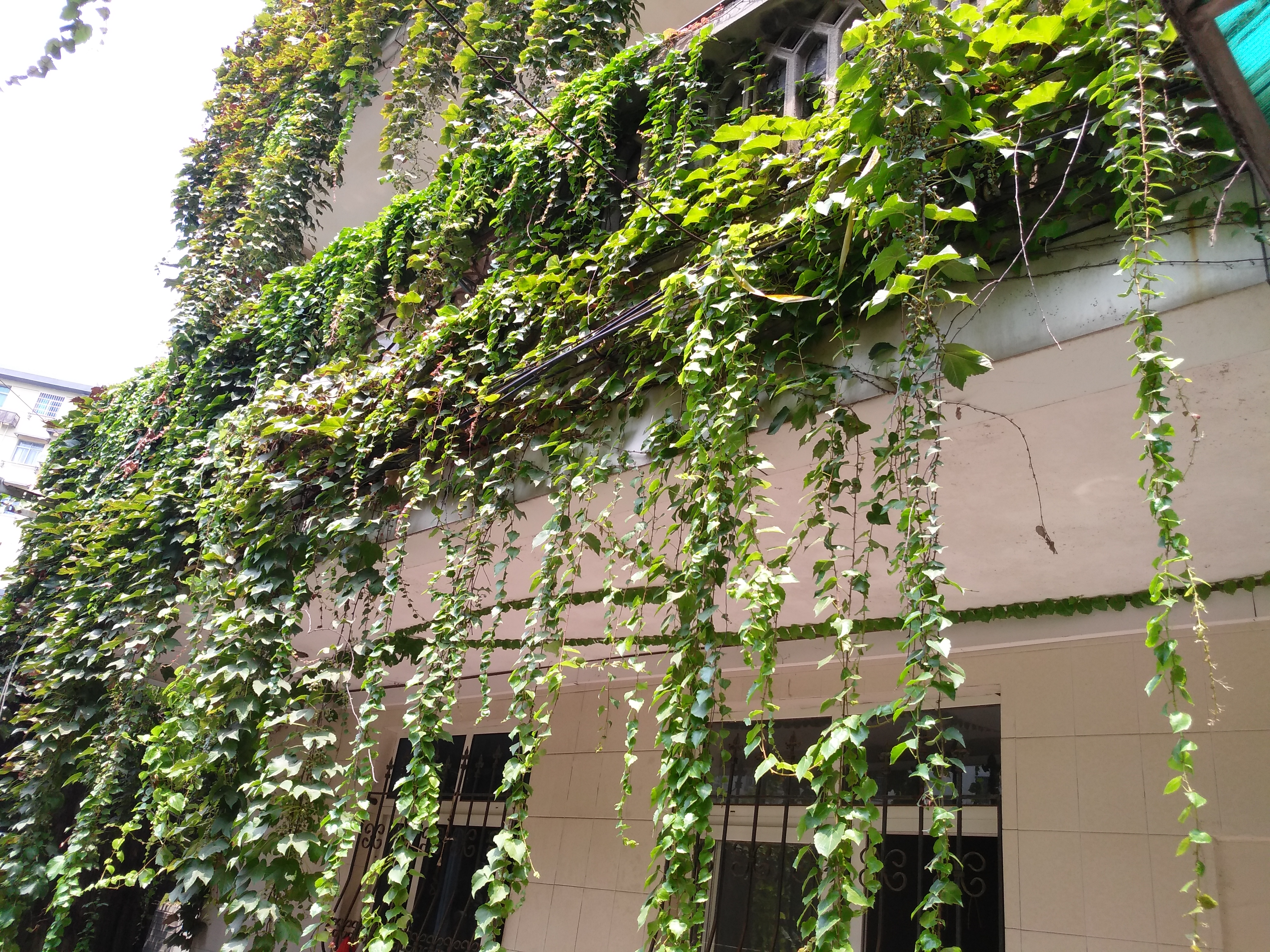 爬山虎满墙有人欢喜有人愁