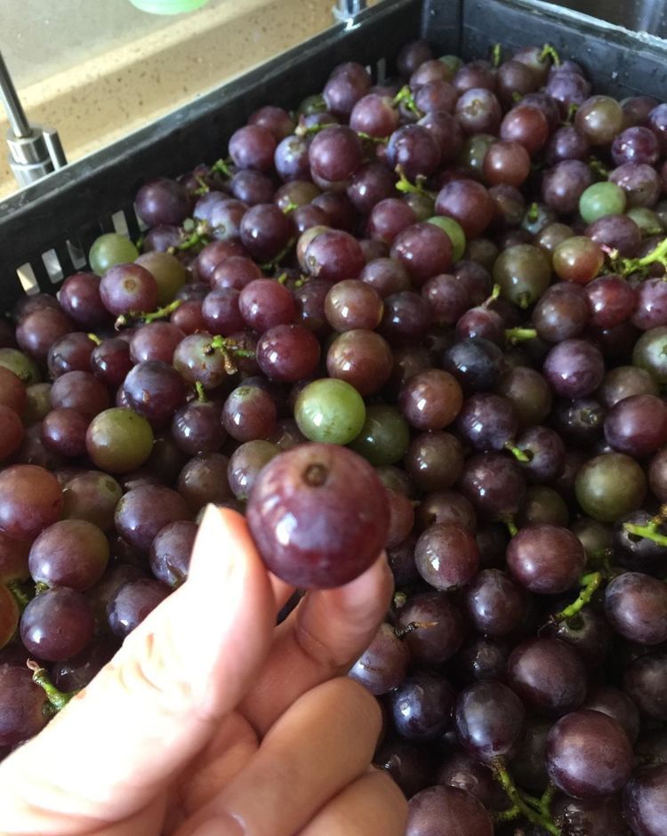 自酿葡萄酒的详细制作方法,葡萄酒正确做法自酿全过程