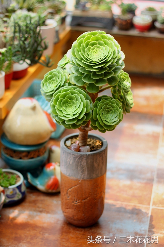 玉龙观音怎样养护和管理,玉龙观音生长过程中需要摘叶片