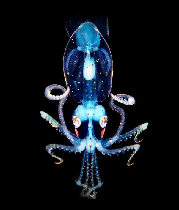 当世界上的一切都变得透明，六张罕见的照片