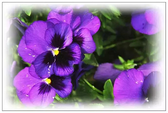 三色堇的科属,三色堇角堇