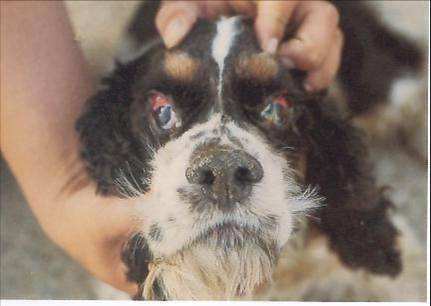 狗狗第一针疫苗是预防什么病的,狗狗几岁开始掉牙该怎么预防