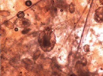 狗狗第一针疫苗是预防什么病的,狗狗几岁开始掉牙该怎么预防