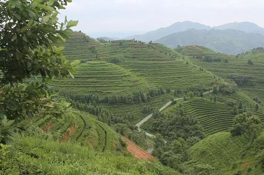 湖南千亿茶产业,湖南茶业产业发展现状