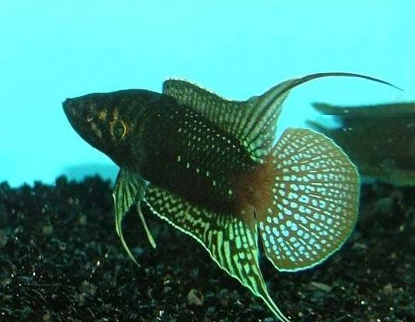 好养活的观赏鱼冷水可以混养的,观赏冷水鱼混养最佳搭配