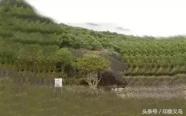 岩茶十大名茶排行榜,福建十大名茶排行榜