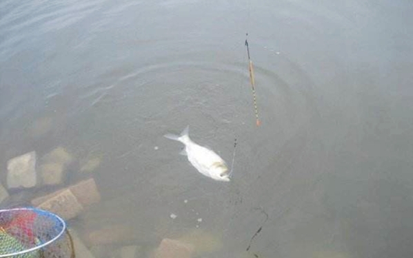 鲢鳙怎么才能钓的多,鲢鳙钓法能钓到翘嘴吗