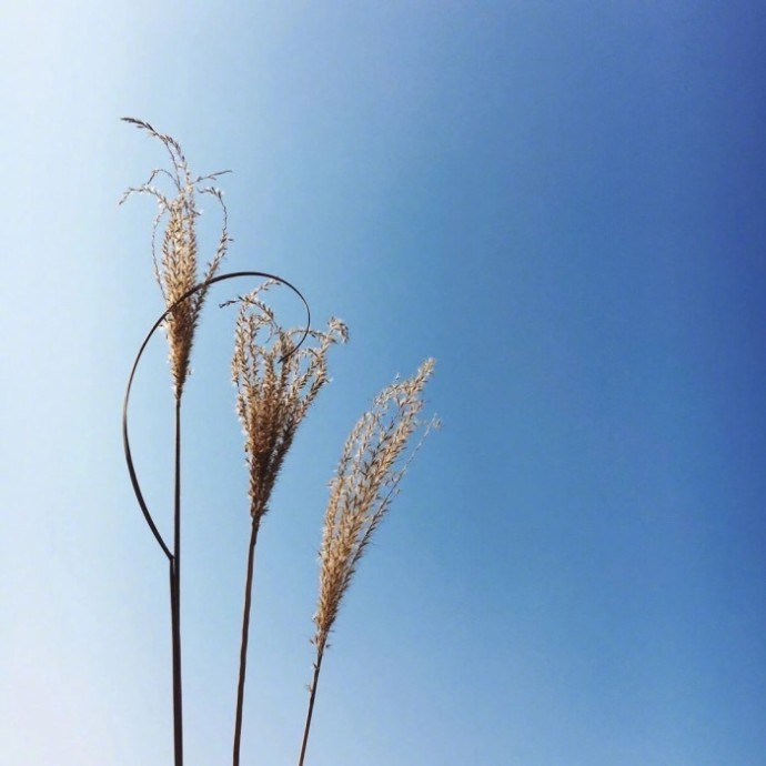 心灵鸡汤正能量经典句子,读心灵鸡汤后的受用的感悟