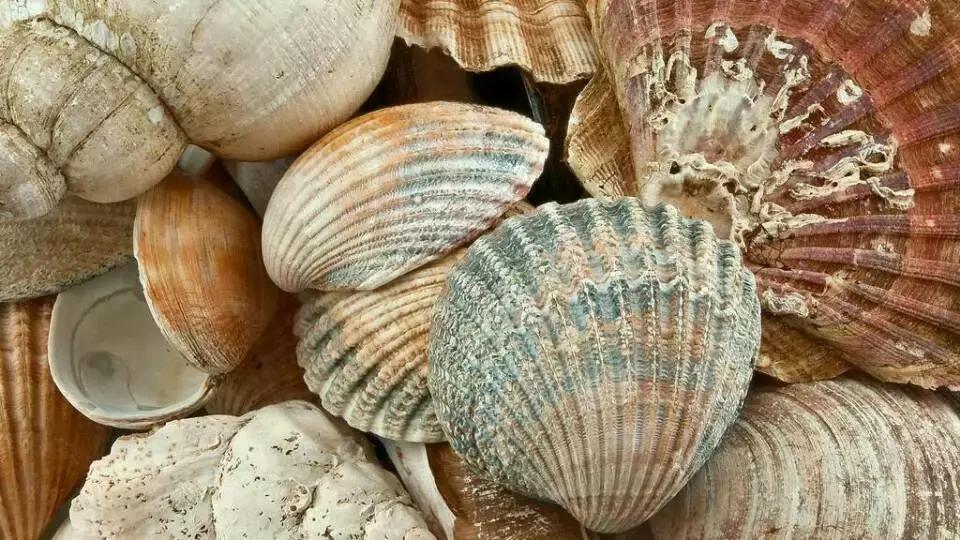 长春吃海鲜的地方排行榜,长春24小时自助吃海鲜的好地方