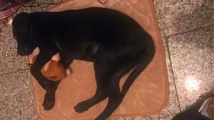 拉布拉多不养了怎么办,拉布拉多不护主人