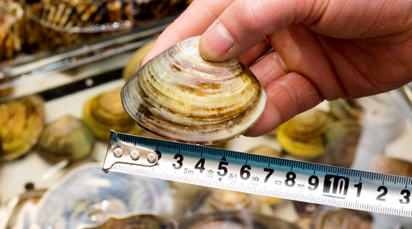 蛏子扇贝各种贝类如何区分,海鲜蛏的品种大全