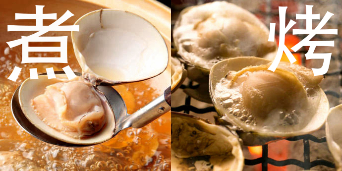 海边贝类种类,各种贝类的名称