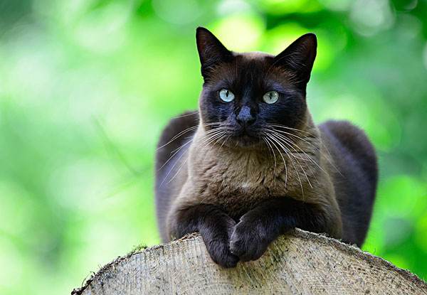 喵星人大图,喵星人大黄狗