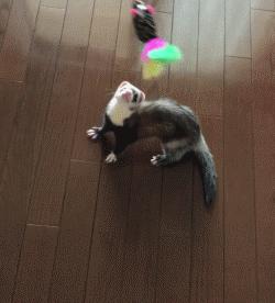 什么貂适合宠物猫咪,宠物貂跟猫咪