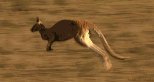 袋鼠的袋子里有什么原视频,袋鼠的袋子里面是什么