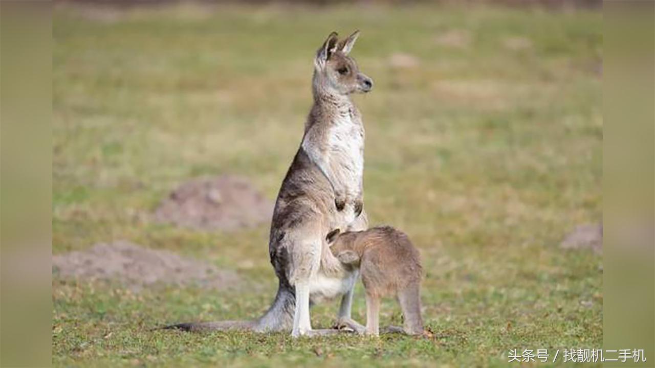 袋鼠袋子里是什么样的,袋鼠在妈妈袋子里的成长过程