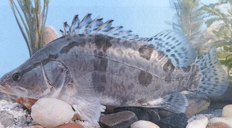 鱼池给鱼消毒的最佳方法,养鱼用什么药治疗鱼病