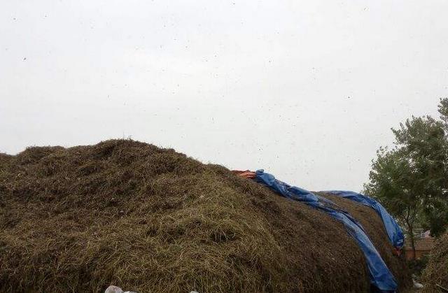 发酵饲料制作方法,发酵饲料真的好吗