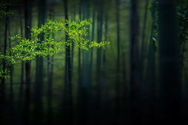 处暑节气绘画,处暑不出头割谷喂老牛什么意思