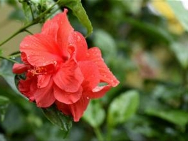 木菊花该如何养殖?学会这几种方法可以让木菊花爆盆