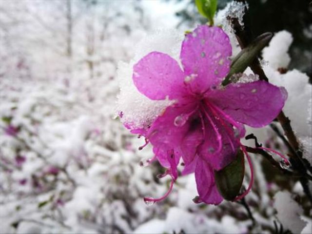 杜鹃花被冻蔫了怎么救活,杜鹃花出现各种状况时怎么办