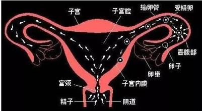 深夜产房高龄孕妈,28周孕妇宫颈管松弛了