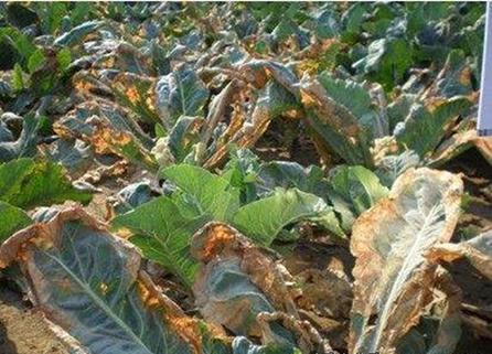 花菜有虫害怎么治,早春露地花菜有什么病虫害