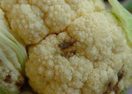 花菜有虫害怎么治,早春露地花菜有什么病虫害