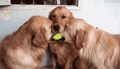 一只六个月的大金毛,大金毛是成精了吗竟然长这么大