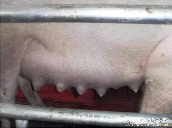 养猪人必看，猪的分娩管理技术9要点！