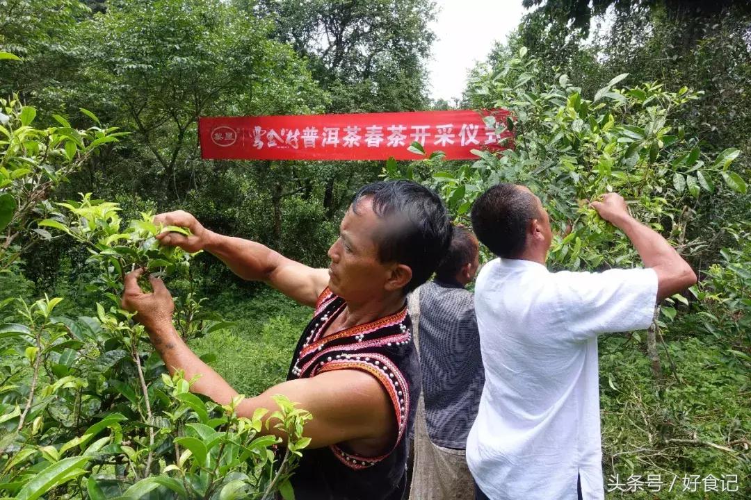 全世界最好的古树茶园,景迈山古茶园有几片