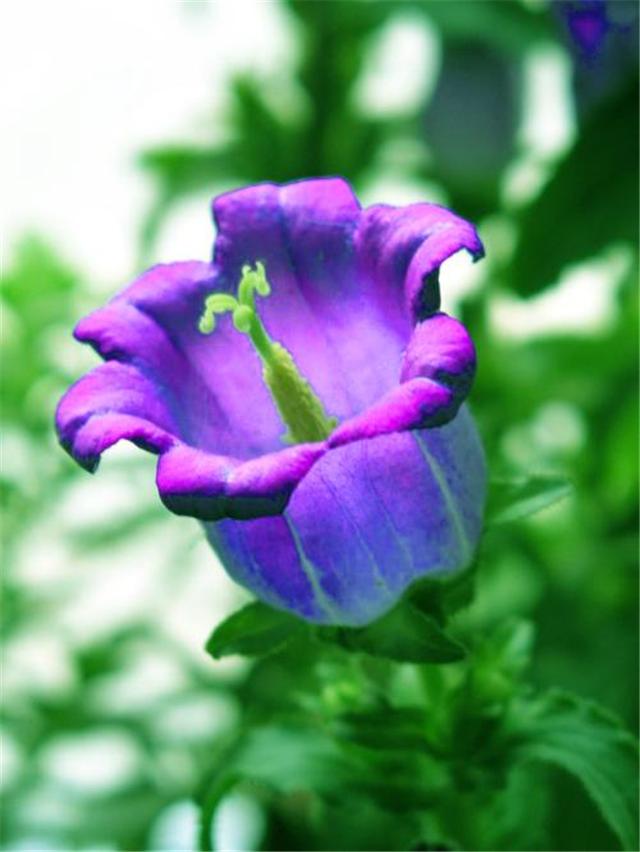 风铃草怎么养分枝多,风铃草盆栽怎么养护