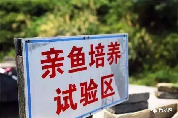 一亩养殖石斑鱼的利润是多少呢,养1万斤淡水石斑鱼盈利大概多少