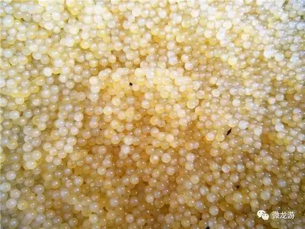 一亩养殖石斑鱼的利润是多少呢,养1万斤淡水石斑鱼盈利大概多少