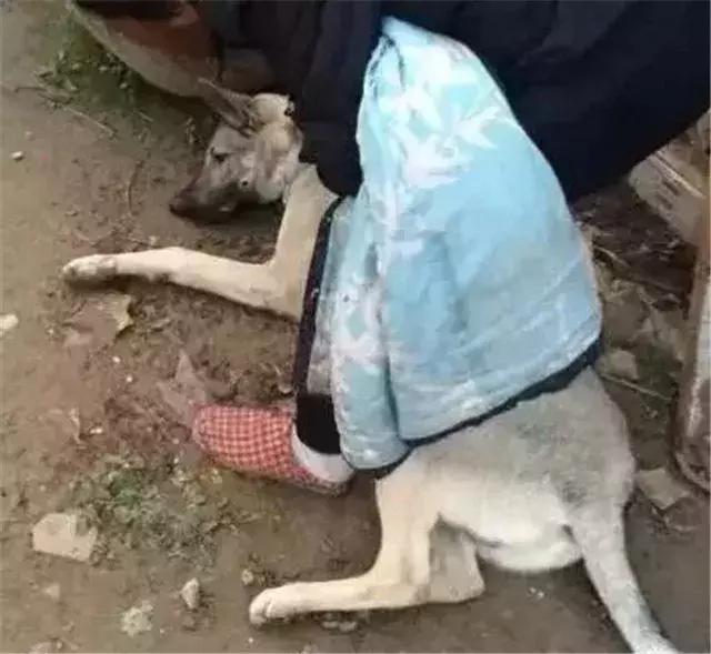 狗食物中毒肾衰竭,狗肾衰竭放弃治疗能活多久