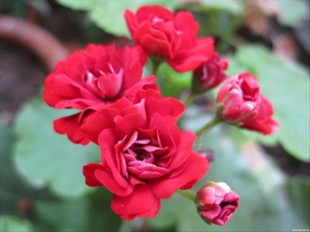 天竺葵病害一半叶枯萎,天竺葵常见的病虫害及防治方法